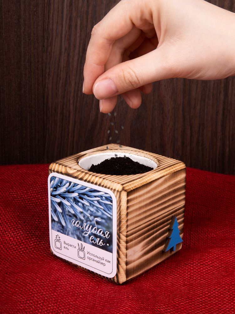 Набор для выращивания с органайзером «Экокуб Burn», ель голубая / Миниатюра имиджевого (1000)