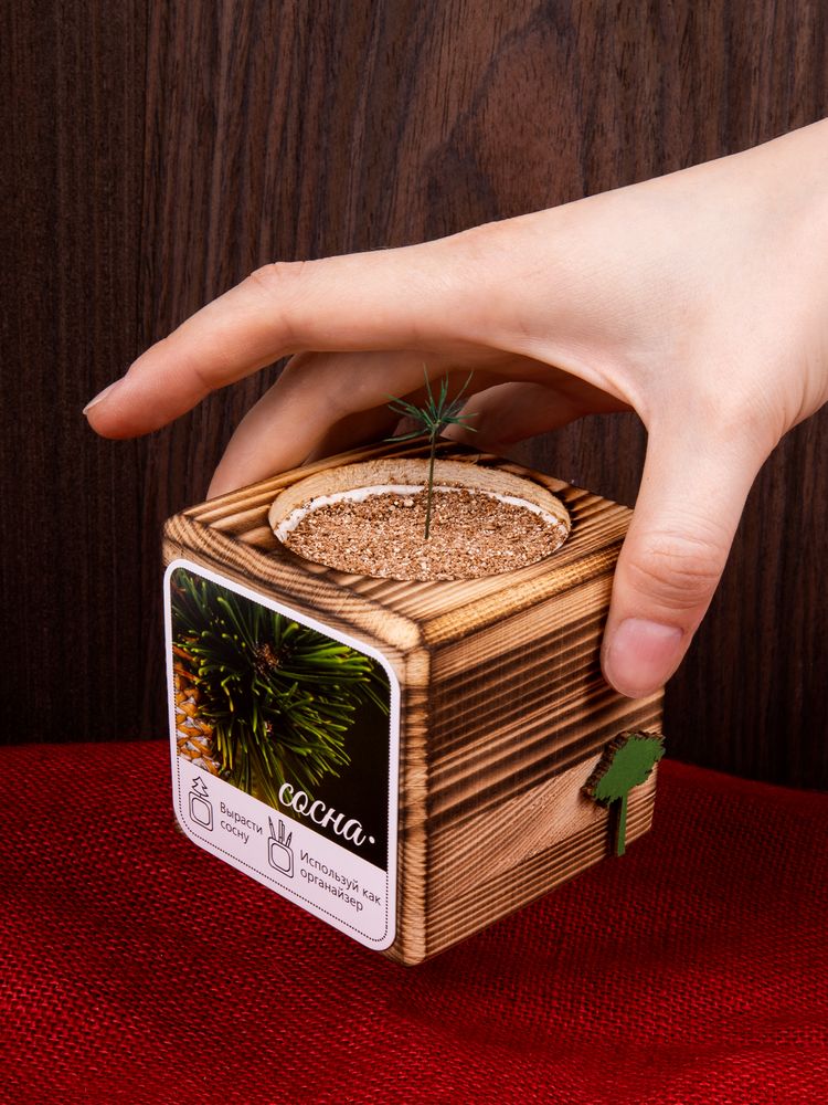 Набор для выращивания с органайзером «Экокуб Burn», сосна / Миниатюра имиджевого (1000)