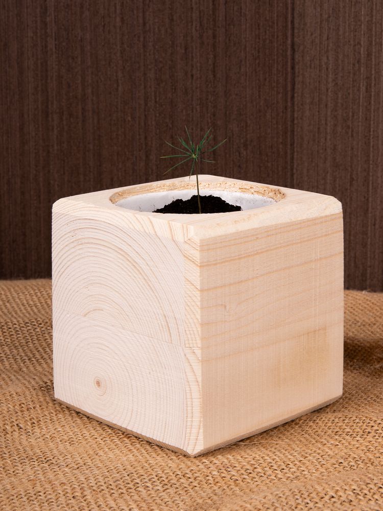 Набор для выращивания «Экокуб», сосна / Миниатюра имиджевого (1000)