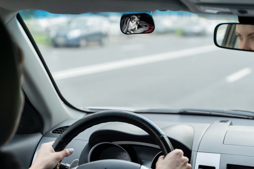 Зеркало салонное Spotter / Миниатюра WWW (1000)