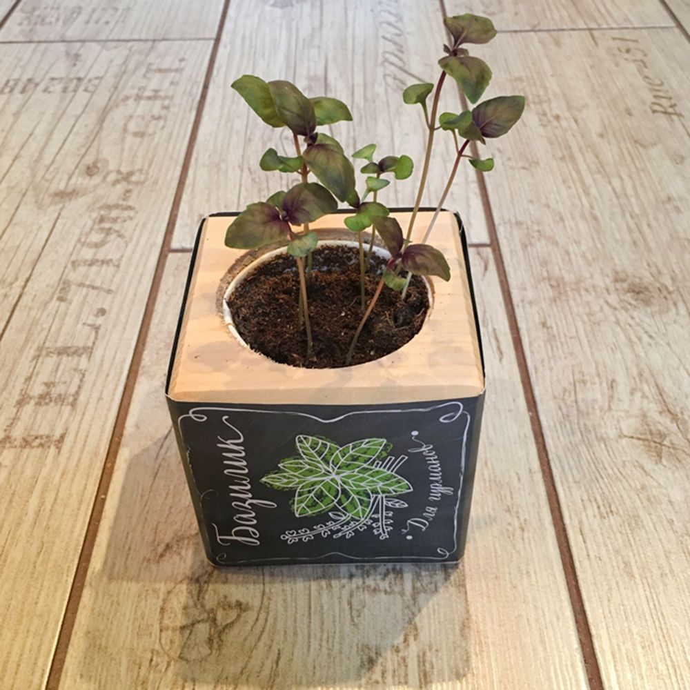 Набор для выращивания «Экокуб», базилик / Миниатюра WWW (1000)